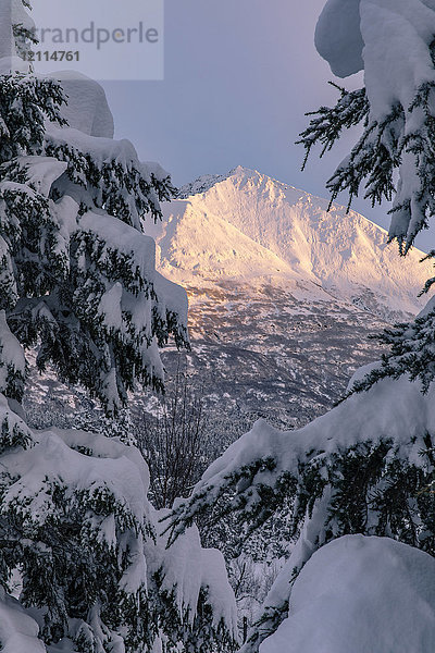 Sonnenlicht beleuchtet einen schneebedeckten Berg mit immergrünen  schneebeladenen Zweigen  Kenai-Halbinsel  Süd-Zentral-Alaska; Moose Pass  Alaska  Vereinigte Staaten von Amerika
