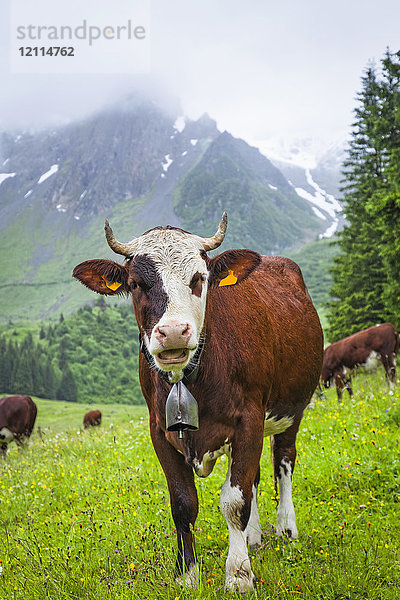Rinder auf einer Wiese im Val Montjoie mit dem Berg Aiguille de la Pennaz im Hintergrund; Alpen  Frankreich