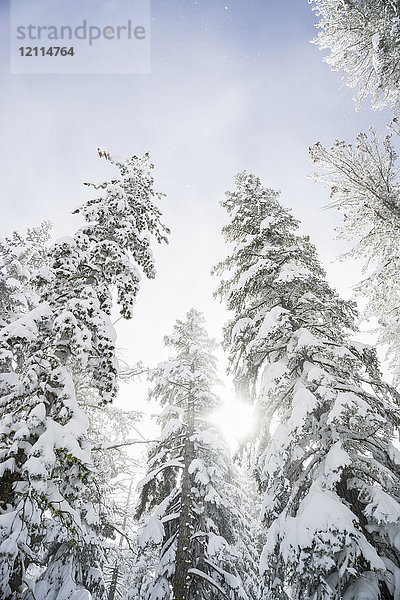 Niedriger Blickwinkel auf schneebedeckte Bäume und Sonnenlicht leuchtet durch sie zu einem blauen Himmel mit Wolken