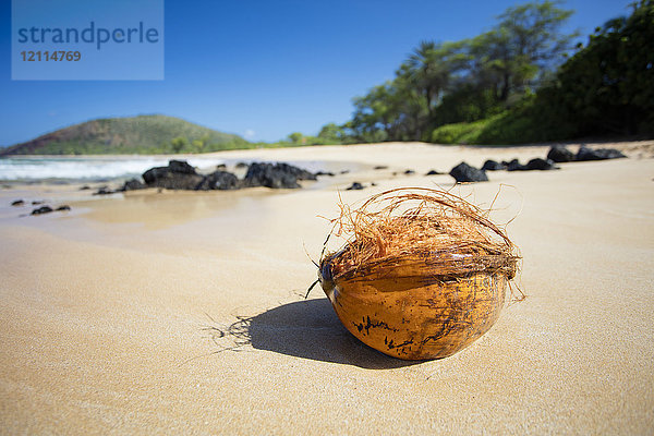 Nahaufnahme einer Kokosnuss  die am Big Beach angeschwemmt wurde; Makena  Maui  Hawaii  Vereinigte Staaten von Amerika