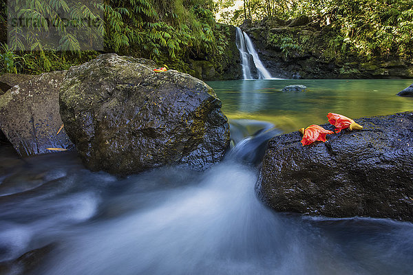 Ein üppiger Wasserfall am Straßenrand auf der berühmten Straße nach Hana; Maui  Hawaii  Vereinigte Staaten von Amerika