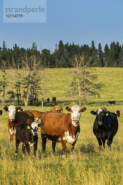 Weidende Rinder in einem Grasfeld mit blauem Himmel  nördlich von Sylvan Lake; Alberta  Kanada