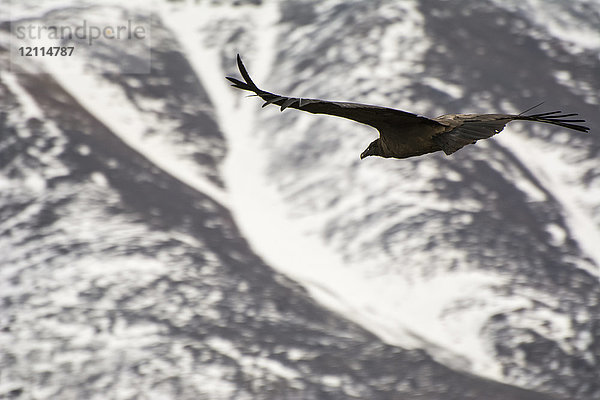 Nahaufnahme eines großen Kondors (Vultur gryphus)  der auf verschneite Berge zufliegt; Potrerillos  Mendoza  Argentinien