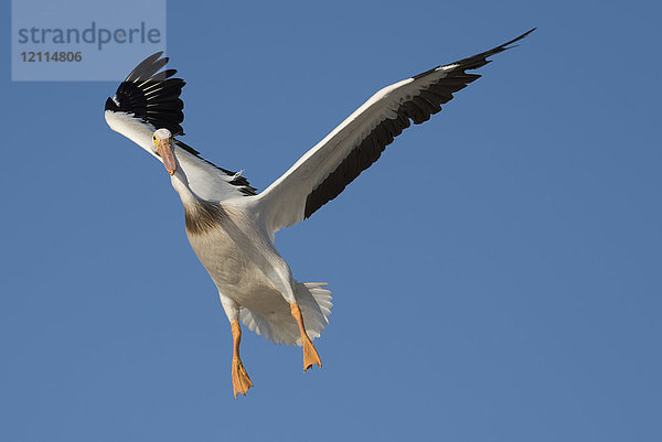 Ein Pelikan (Pelecanidae) im Flug bei blauem Himmel; Ontario  Kanada