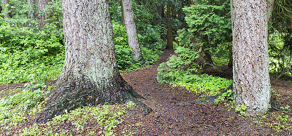 Ein Weg  der durch die großen Bäume im Redwood Park in British Columbia führt
