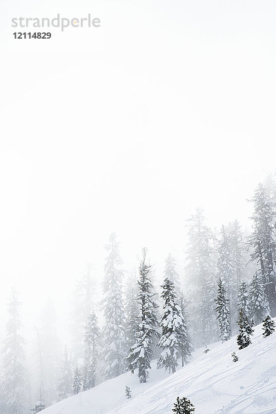 Ein steiler  schneebedeckter Hang in den Bergen mit wehendem Schnee und schneebedeckten Bäumen  Tahoe