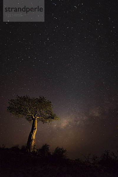 Ein Sternenhimmel mit leuchtendem Licht am Horizont und einem Baum im Vordergrund; Äthiopien