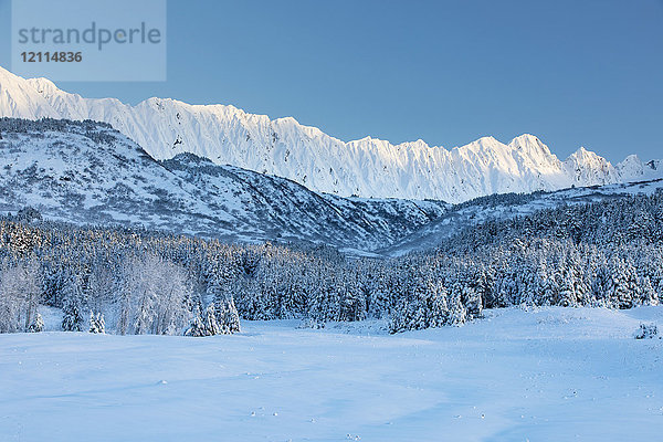 Mit Neuschnee bedeckte Fichten stehen vor einem von der untergehenden Sonne erwärmten  schneebedeckten Birkenwald  schroffe  schneebedeckte Kammlinien im Hintergrund  Turnagain Pass  Kenai-Halbinsel  Süd-Zentral-Alaska; Alaska  Vereinigte Staaten von Amerika