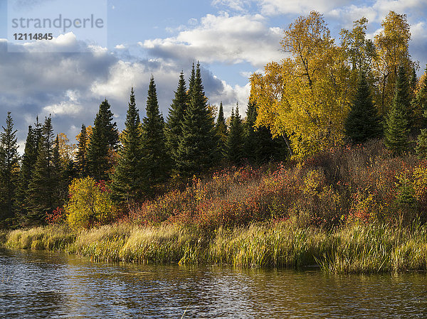 Herbstfarbenes Laub an den Bäumen und Pflanzen am Ufer des Lake of the Woods; Lake of the Woods  Ontario  Kanada