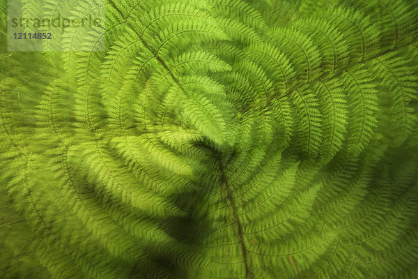 Eine üppige  grüne Farnpflanze mit einem Gefühl der Bewegung; Karamea  Südinsel  Neuseeland