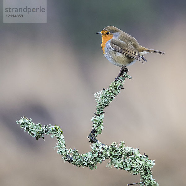 Ein farbenfrohes Rotkehlchen (Turdidae) sitzt auf einem mit Laub bedeckten Ast; Dumfries and Galloway  Schottland