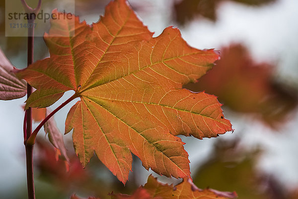 Details werden in einem Vine Maple Blatt enthüllt; Astoria  Oregon  Vereinigte Staaten von Amerika