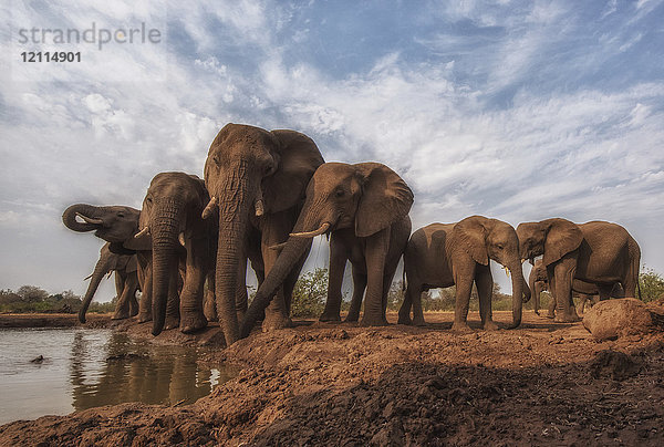 Afrikanische Buschelefanten (Loxodonta africana) stehend am Wasser; Äthiopien