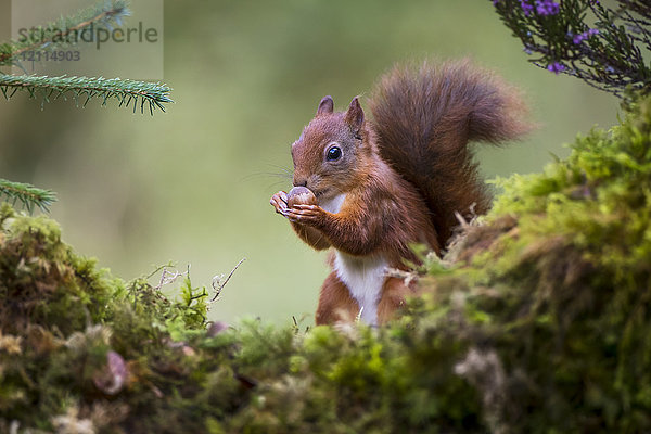 Rotes Eichhörnchen (Sciurus vulgaris)  das eine Nuss aus der Hand frisst  während es auf einem moosbewachsenen Felsen steht; Dumfries und Galloway  Schottland