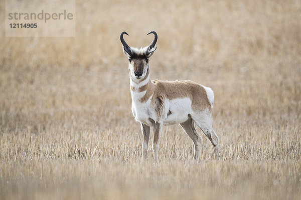 Pronghorn-Antilope (Antilocapra americana) in der Prärie  in einem braunen Grasfeld stehend und in die Kamera blickend; Saskatchewan  Kanada
