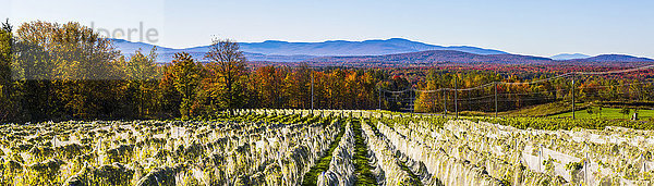 Weinberg mit Reihen von Frontenac Gris- und Frontenac Noir-Trauben  die in ein Schutztuch gehüllt wachsen; Shefford  Quebec  Kanada