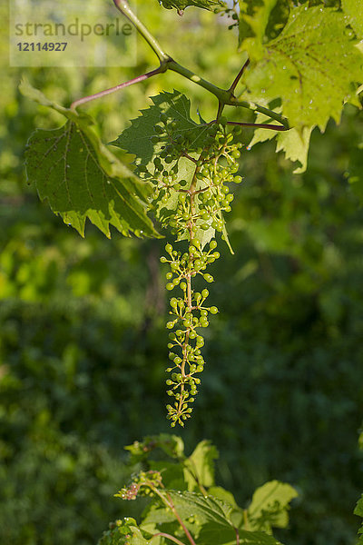 Frontenac Gris-Trauben an einem Rebstock; Shefford  Quebec  Kanada