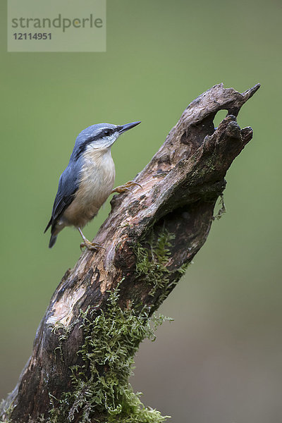 Kleiber (Sittidae) mit blauem Gefieder auf einem toten Ast mit grünem Hintergrund; Dumfries und Galloway  Schottland