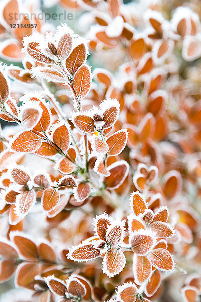 Raureif auf dem Laub eines Strauches; Surrey  British Columbia  Kanada