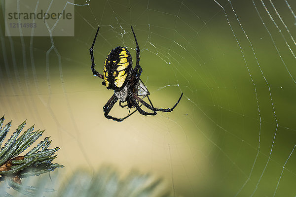 Schwarz-gelbe Gartenkreuzspinne wickelt ihre Beute in ein Netz ein; Astoria  Oregon  Vereinigte Staaten von Amerika