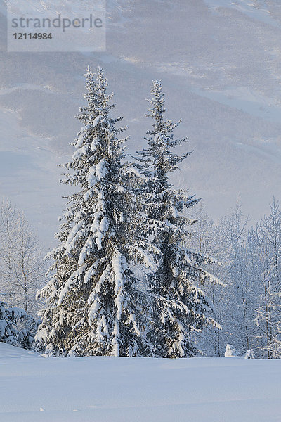 Ein Fichtenbestand mit frischem Schnee  nebliger Berghang in der Ferne  Turnagain Arm  Kenai-Halbinsel  Süd-Zentral-Alaska; Alaska  Vereinigte Staaten von Amerika
