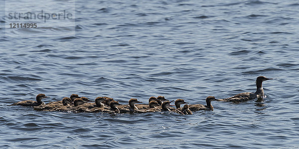 Eine Ente mit einer großen Gruppe von Entenküken schwimmt gemeinsam in einem See; Lake of the Woods  Ontario  Kanada