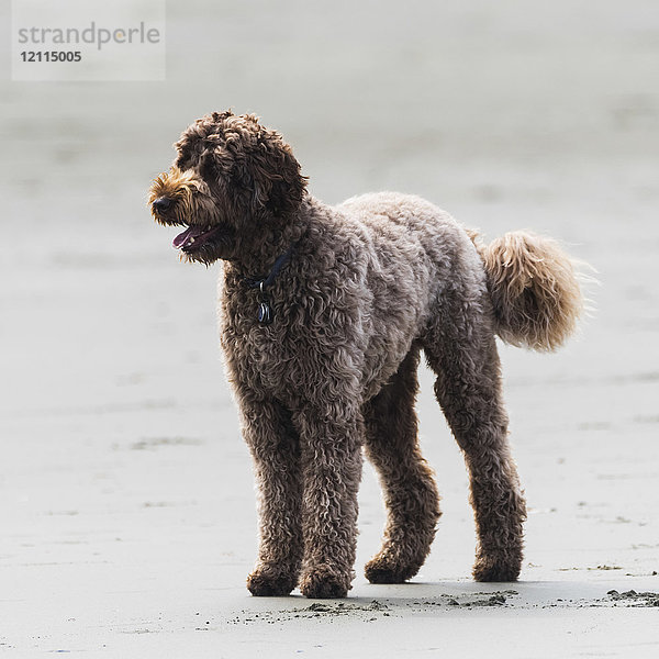 Nahaufnahme eines am Strand stehenden Hundes; Tofino  British Columbia  Kanada