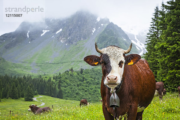Rinder auf einer Wiese im Val Montjoie mit dem Berg Aiguille de la Pennaz im Hintergrund; Alpen  Frankreich
