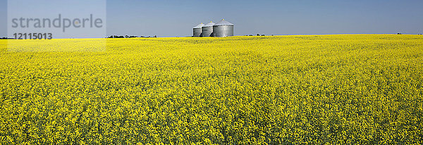 Große Getreidesilos aus Metall in einem blühenden Rapsfeld mit blauem Himmel; Beiseker  Alberta  Kanada