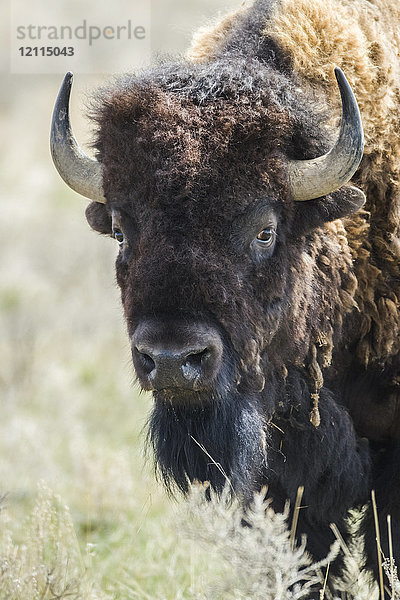 Nahaufnahme eines Bisons (Bison bison)  der in die Kamera schaut  Grasslands National Park; Saskatchewan  Kanada