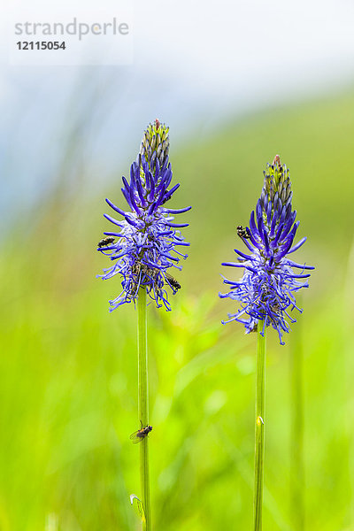 Nahaufnahme des Blauen Stacheligen Ampfers (Phyteuma) in einem grünen Feld  Alpen; Chamonix-Mont Blanc  Frankreich