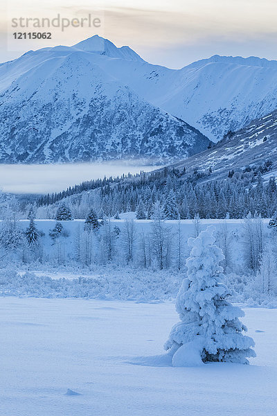 Eine einzelne  mit Neuschnee bedeckte Fichte steht vor einem mit weißem Schnee und tief hängenden Wolken bedeckten Berghang  Turnagain Pass  Kenai-Halbinsel  Süd-Zentral-Alaska; Alaska  Vereinigte Staaten von Amerika