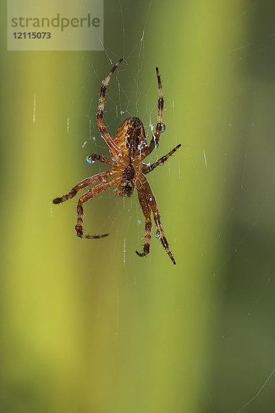 Europäische Gartenkreuzspinne (Araneus diadematus)  an ihrem Netz hängend  mit grünem Hintergrund; Astoria  Oregon  Vereinigte Staaten von Amerika