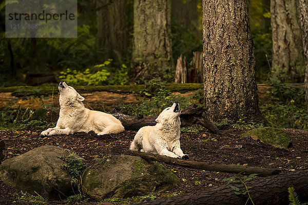 Graue Wölfe (canis lupus) in der Weißphase; Washington  Vereinigte Staaten von Amerika
