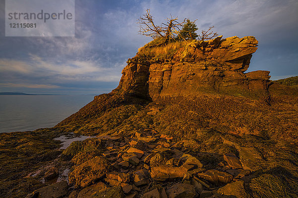 Mit Seegras bedeckte Felsen und Meeresstapel in der Abendsonne bei Ebbe am Fitzgibbon Brook  Ravens Head Wilderness  Chignecto Bay; Nova Scotia  Kanada