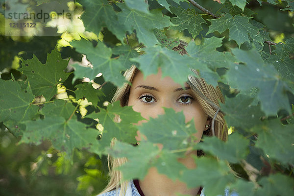 Ein junges Mädchen mit blonden Haaren und braunen Augen  das im Laub eines Baumes steht und dessen Gesicht von Blättern verdeckt wird; Connecticut  Vereinigte Staaten von Amerika