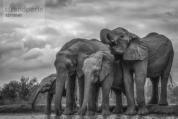 Afrikanische Buschelefanten (Loxodonta africana) stehend am Wasser; Äthiopien