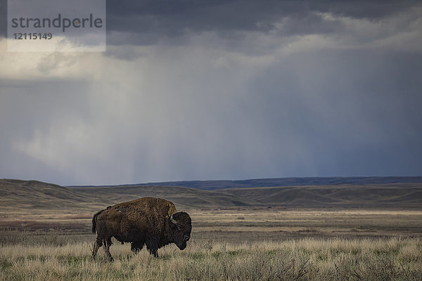 Wisent (Bison bison) beim Wandern in der Prärie  Grasslands National Park; Saskatchewan  Kanada
