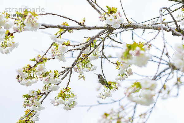 Ein Rubinkehlkolibri (Archilochus colubris) ernährt sich vom Nektar frischer Kirschblüten an einem blühenden Baum; Vancouver  British Columbia  Kanada