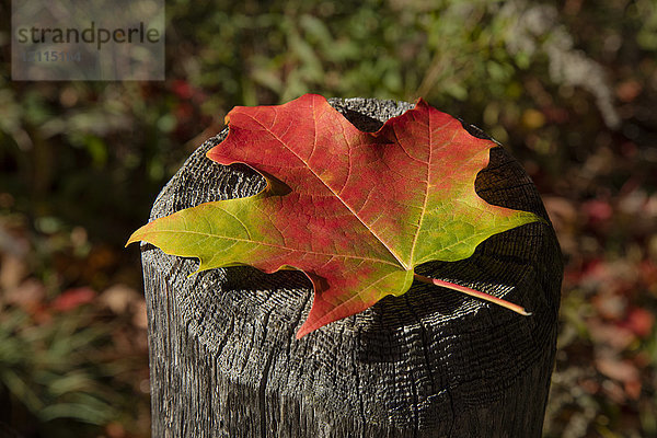 Nahaufnahme eines herbstlich gefärbten Ahornblatts  das oben auf einem hölzernen Zaunpfosten sitzt  White Mountains National Forest; New England  Vereinigte Staaten von Amerika