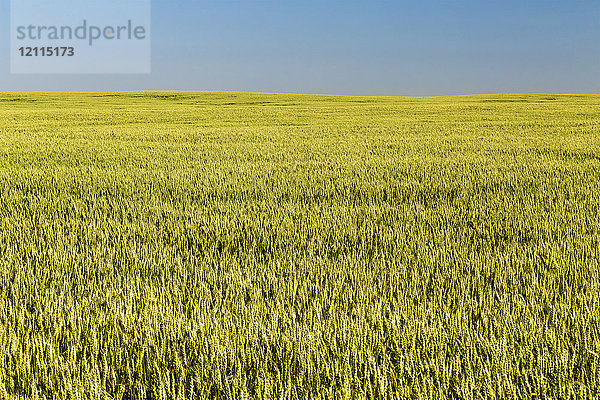 Ein unreifes grünes Weizenfeld mit blauem Himmel  östlich von Calgary; Alberta  Kanada