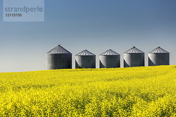 Große Getreidesilos aus Metall in einem blühenden Rapsfeld mit blauem Himmel; Beiseker  Alberta  Kanada