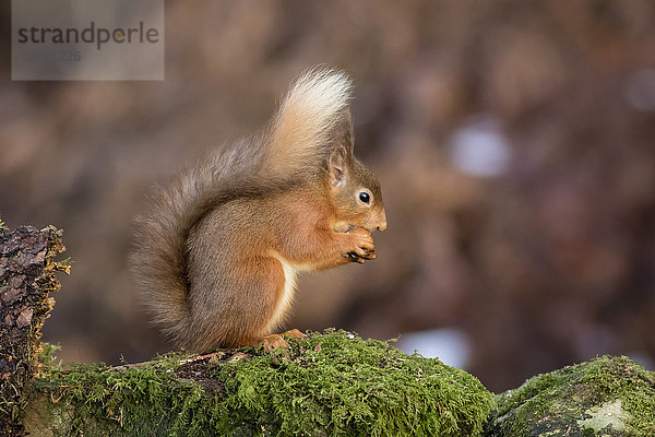 Rotes Eichhörnchen (Sciurus vulgaris)  das aus der Hand frisst  während es auf einem moosbewachsenen Felsen steht; Dumfries and Galloway  Schottland