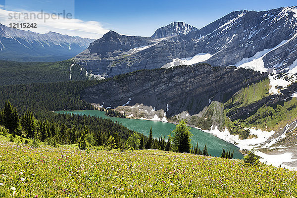 Alpenblumen auf einem Berghang mit Alpensee und Bergkette; Kananaskis Country  Alberta  Kanada