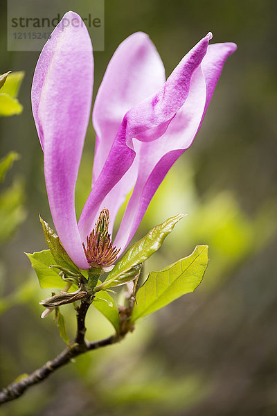 Nahaufnahme einer rosafarbenen Blüte an einer Pflanze ohne Blütenblätter in den Japanischen Gärten; Mayne Island  British Columbia  Kanada