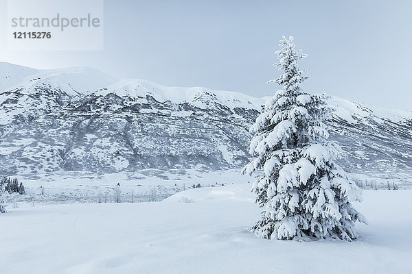 Eine einzelne  mit Neuschnee bedeckte Fichte steht vor einem mit weißem Schnee und tief hängenden Wolken bedeckten Berghang  Turnagain Pass  Kenai-Halbinsel  Süd-Zentral-Alaska; Alaska  Vereinigte Staaten von Amerika