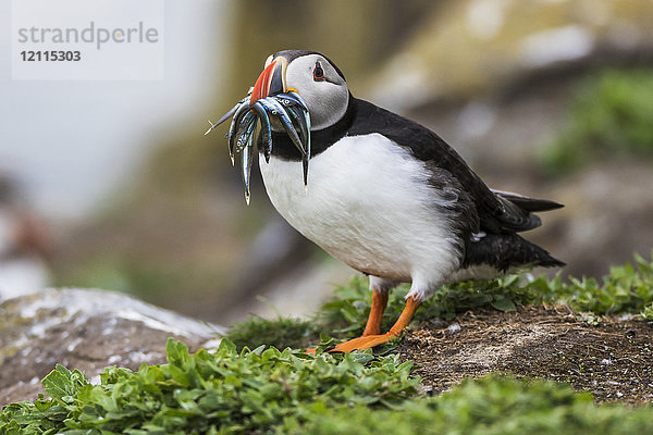 Ein Papageientaucher (Fratercula) mit Sandaalen im Maul; Farne-Inseln  Northumberland  England