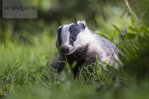 Ein Dachs (Mustelidae) sitzt im Gras; Dumfries und Galloway  Schottland