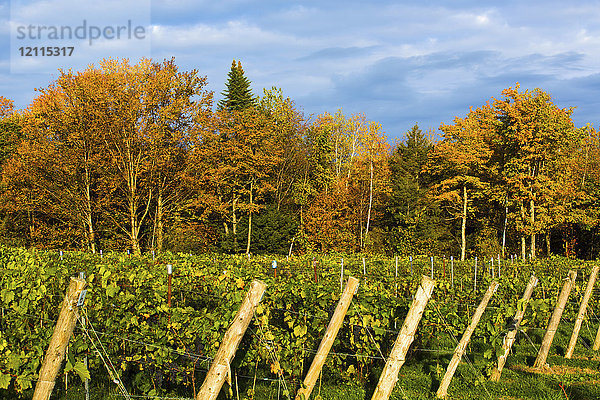 Weinberg mit Frontenac Noir-Rebstöcken mit herbstlich gefärbtem Wald im Hintergrund; Shefford  Quebec  Kanada