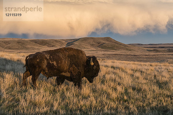Wisent (Bison bison) beim Grasen im Sonnenuntergang  Grasslands National Park; Saskatchewan  Kanada